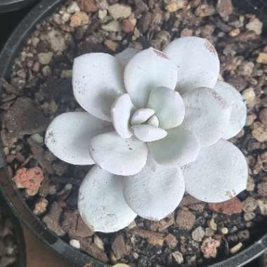 Echeveria laui