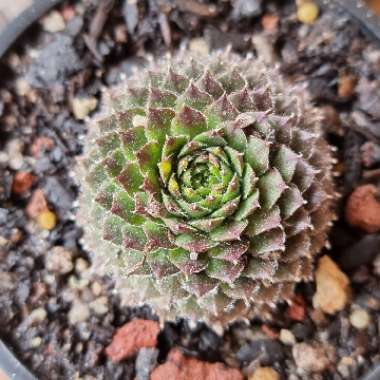 Sempervivum Spring Beauty