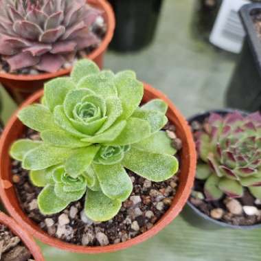 Aeonium Aureum