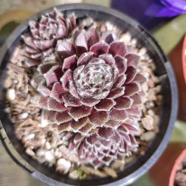 Sempervivum Pacific Feather Power