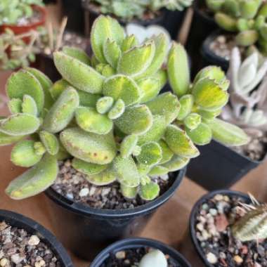 Cotyledon Tomentosa Variegata Yellow