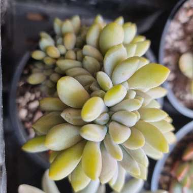 x Pachyveria Clavifolia Cristata