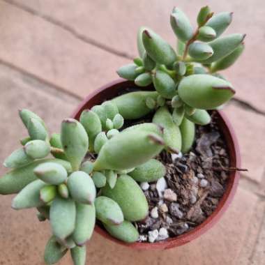 Cotyledon Papillaris 