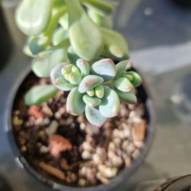 Sedum Commixtum