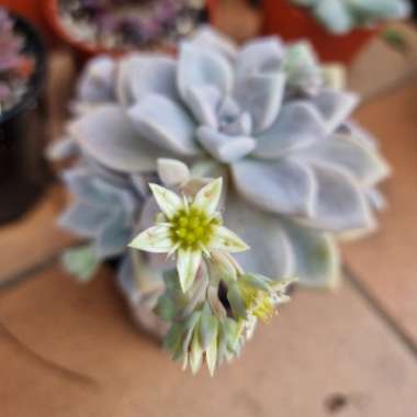 Graptoveria Tricolor