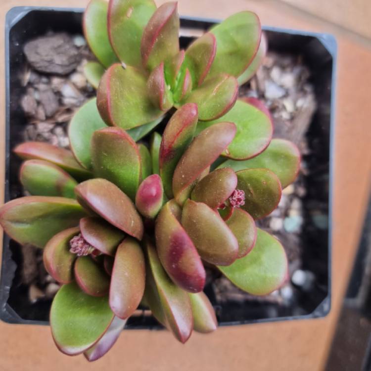 Crassula clavata, Crassula clavata - uploaded by @mandajayne