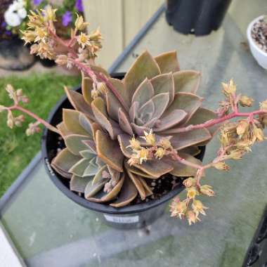 xGraptoveria Douglas Huth