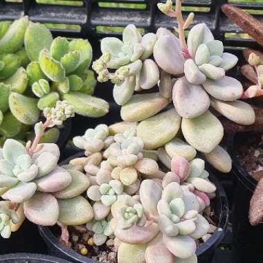 Graptopetalum Ellen