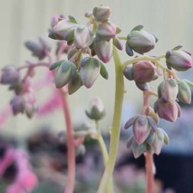 xGraptoveria Margaret Rose