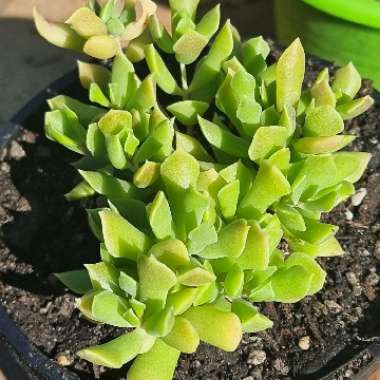 Cotyledon Papillaris