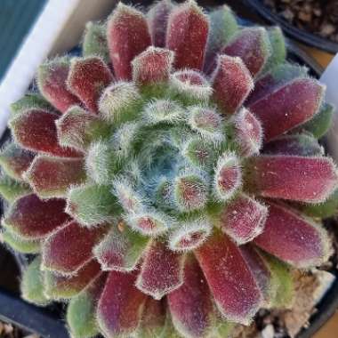 Sempervivum Winter Beauty