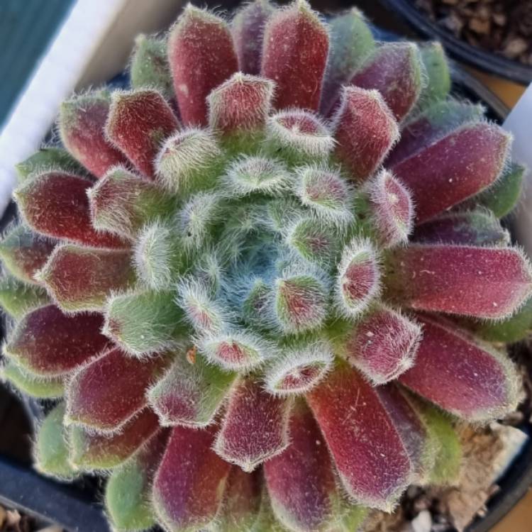 Plant image Sempervivum Winter Beauty