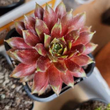 Sempervivum Winter Beauty