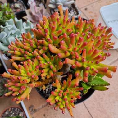 Crassula ovata 'Gollum'