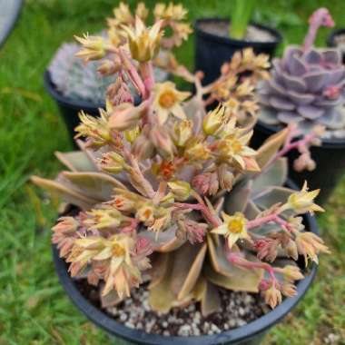 xGraptoveria Douglas Huth