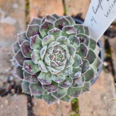 Sempervivum Raspberry Ice