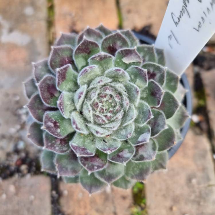 Plant image Sempervivum Raspberry Ice