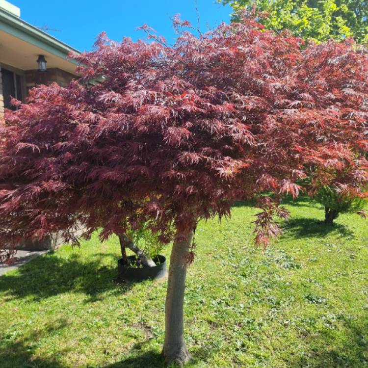 Plant image Acer palmatum 'Hana matoi'