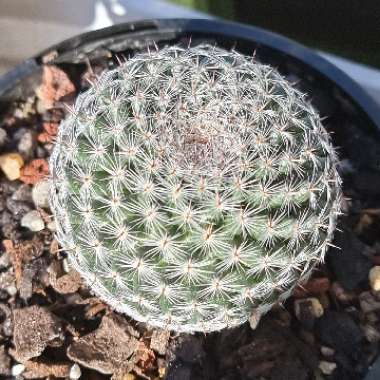 Mammillaria Klissingiana