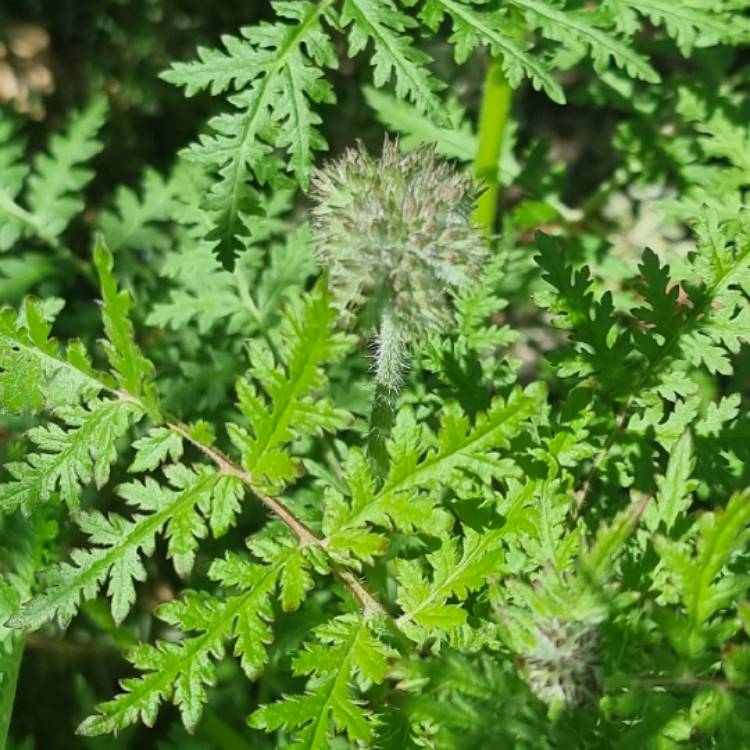 Plant image Phacelia tanacetifolia