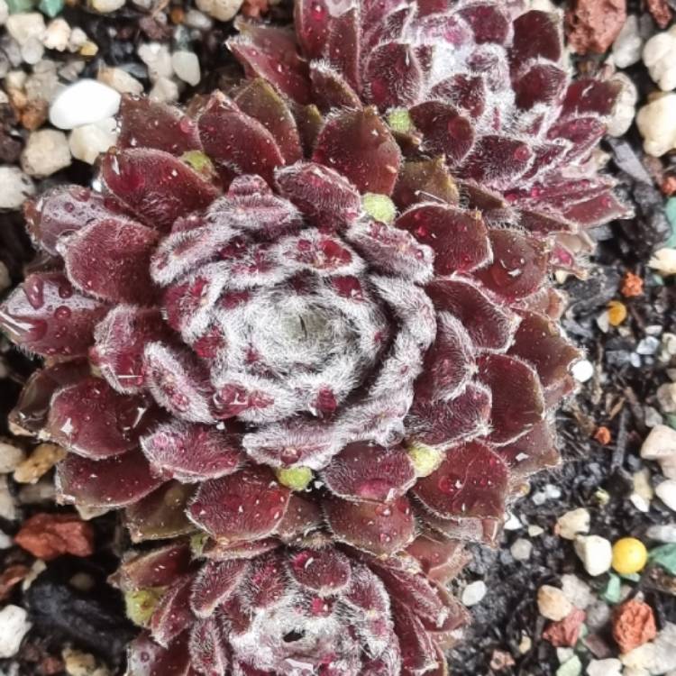 Plant image Sempervivum Pacific Feather Power