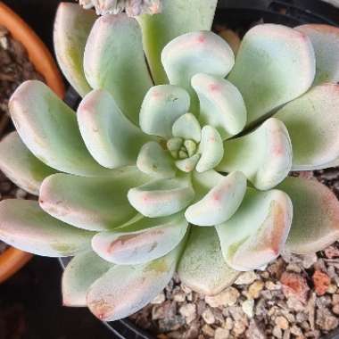 xGraptoveria Orange Sherbet