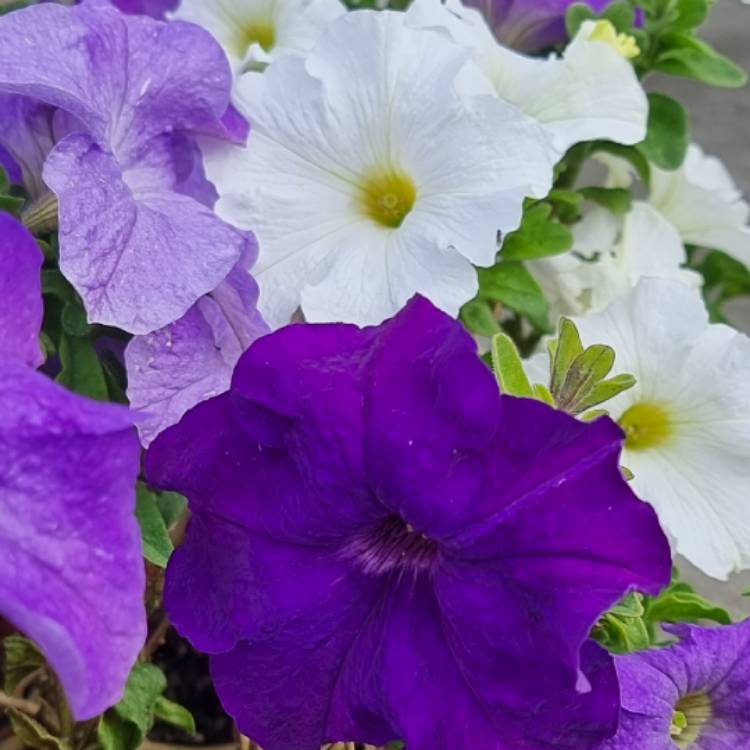 Plant image Petunia Tidal Wave 'Purple Hybrid'