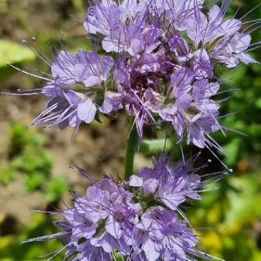 Phacelia tanacetifolia