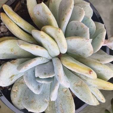 Echeveria Exotic