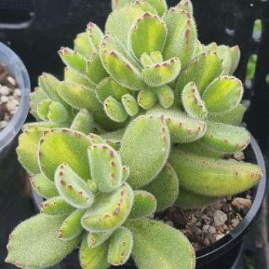 Cotyledon Tomentosa Variegata Yellow