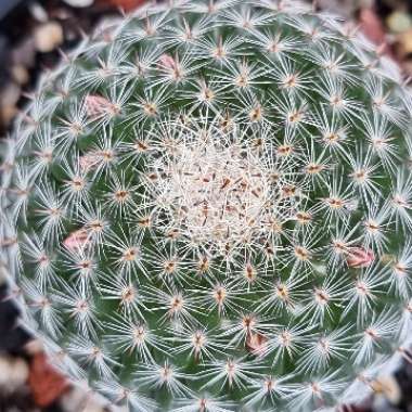 Mammillaria Klissingiana