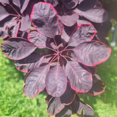 Euphorbia cotinifolia