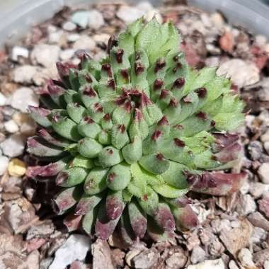 Sempervivum Calcareum Grigg's Surprise