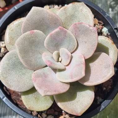 xGraptoveria Margaret Rose