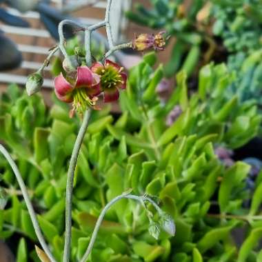 Cotyledon Papillaris