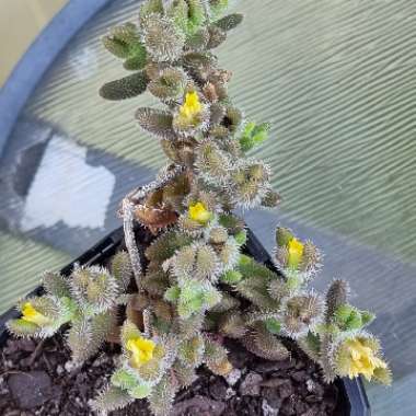 Delosperma echinatum syn. Delosperma pruinosum