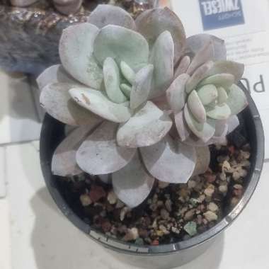 Echeveria laui