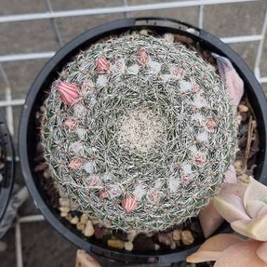 Mammillaria Klissingiana