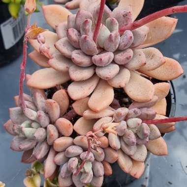 xGraptoveria Orange Sherbet