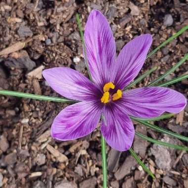 Crocus sativus