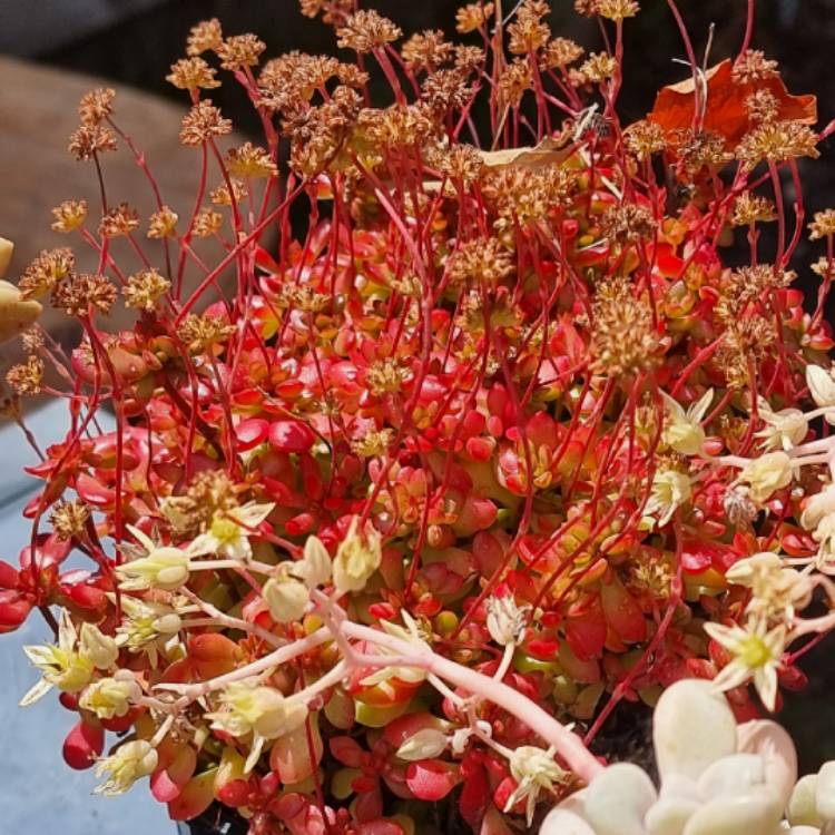 Plant image Crassula pubescens subsp. radicans 'Red Carpet'