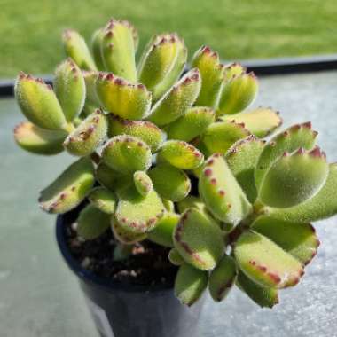 Cotyledon Tomentosa Variegata Yellow