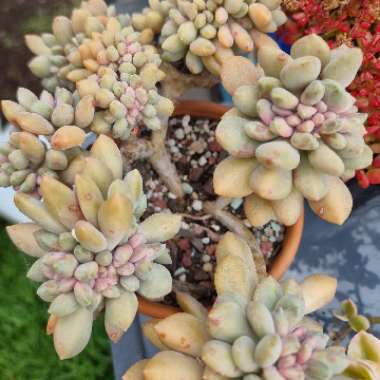 x Pachyveria Elaine Cristata