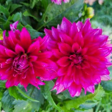 Dahlia (Border Varieties)