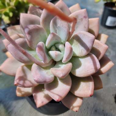 xGraptoveria Opalina