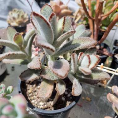 Kalanchoe tomentosa