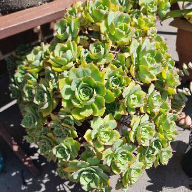 Aeonium haworthii