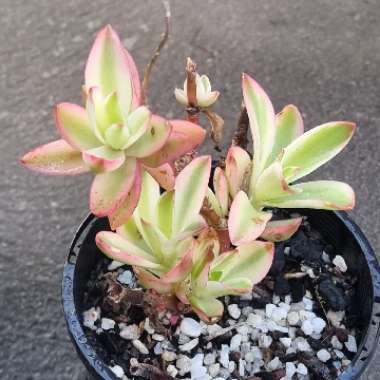 Crassula Capitella Variegata