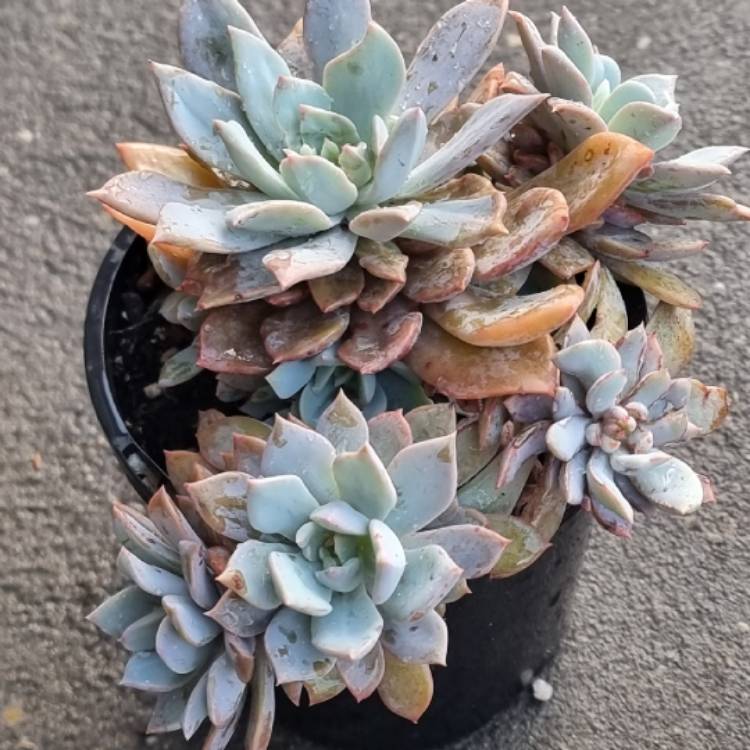 Plant image Echeveria Costa Brava