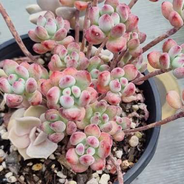 Sedum Commixtum